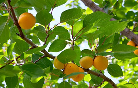 立夏吃個杏，到老沒有病